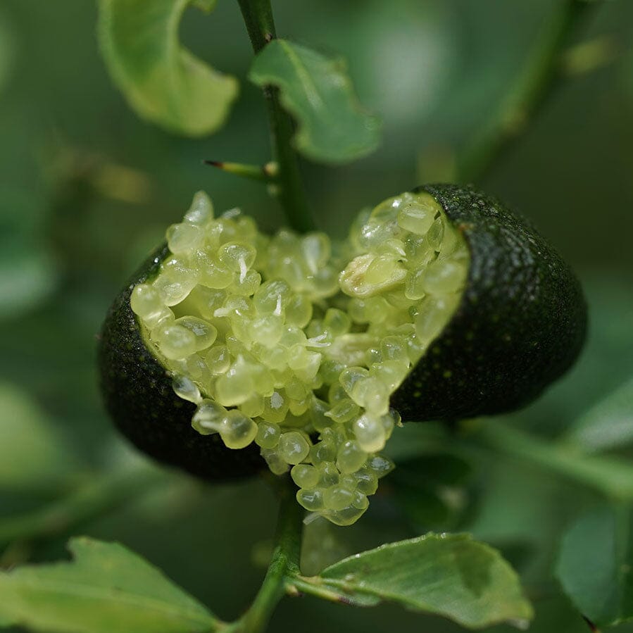 The benefits of Australian ingredients in skincare